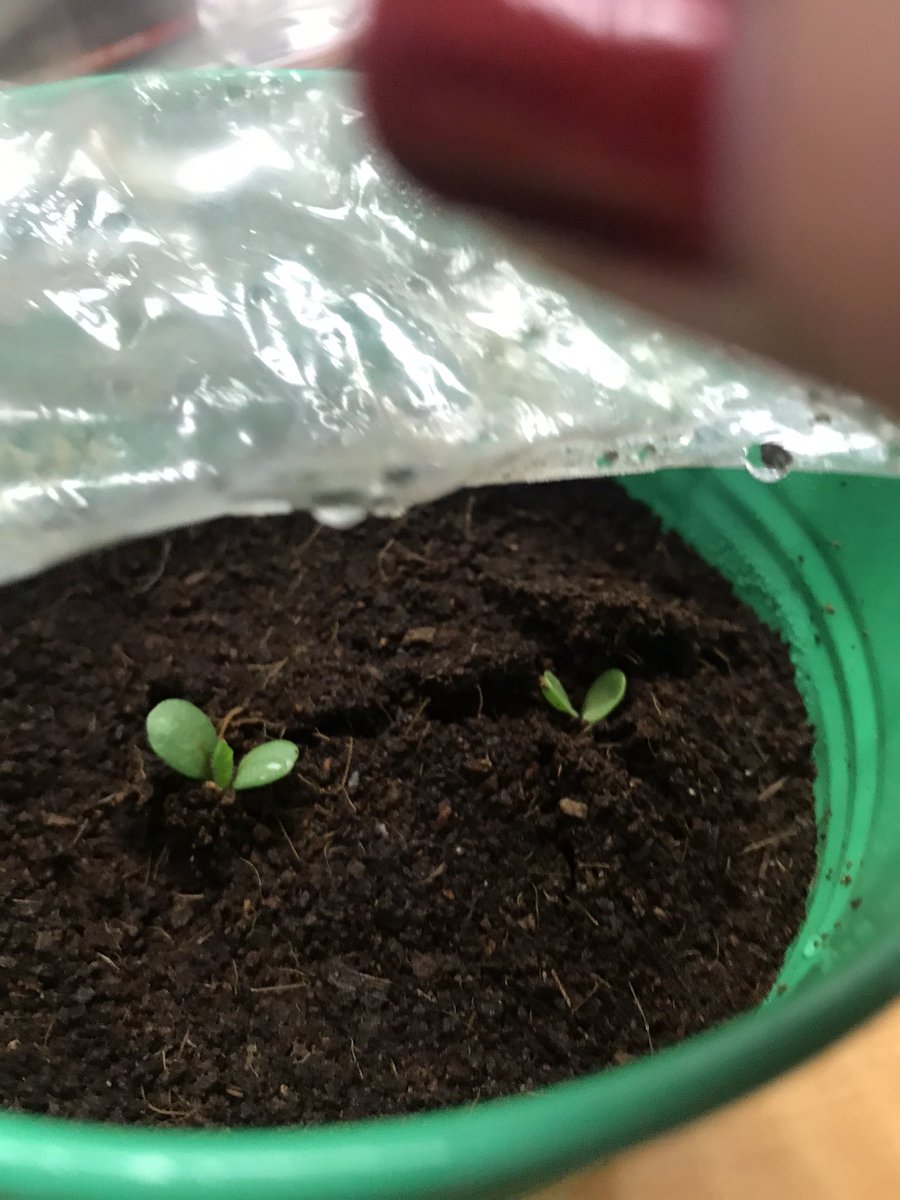 McGheeWolves's tweet photo. We have sprouts. Our GT students planted plants before we got out for Spring Break. We should be enjoying cornflowers and strawberries by the summer. #growinginknowledge #growingflowersandfood. #VCERocks #TogetherWeRise @ViolaCobbElem @ChannelviewISD https://t.co/9qUWs5G652