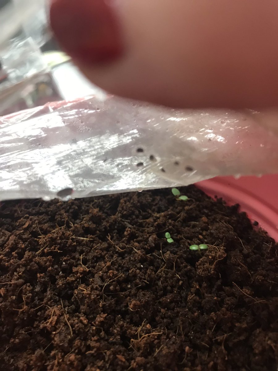 McGheeWolves's tweet photo. We have sprouts. Our GT students planted plants before we got out for Spring Break. We should be enjoying cornflowers and strawberries by the summer. #growinginknowledge #growingflowersandfood. #VCERocks #TogetherWeRise @ViolaCobbElem @ChannelviewISD https://t.co/9qUWs5G652