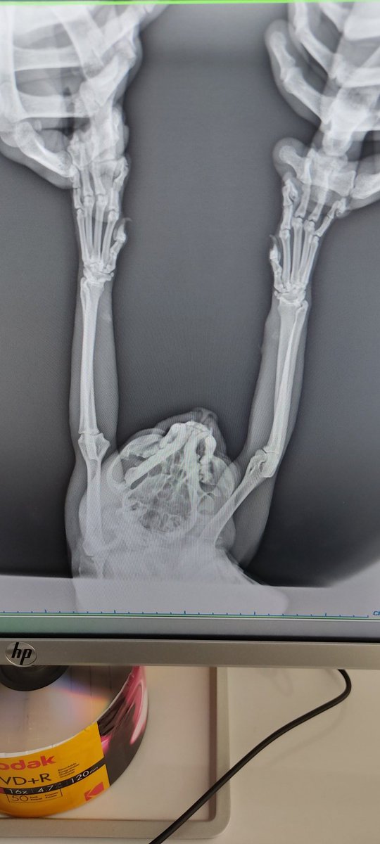 Kediye carpal eklemi eklemeyi unutmuşlar. Doğrusu bu şekilde