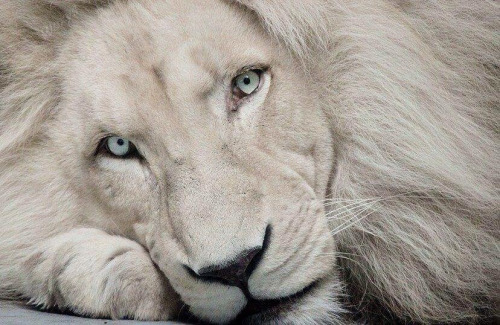 giulia_lb's tweet photo. "Gli animali selvaggi non sono nostri e non possiamo farne quello che vogliamo. Dobbiamo renderne conto a coloro che verranno dopo di noi." Motto di Timbavati
Che Storia. ❤

#MiaEIlLeoneBianco https://t.co/wAkYa10PwA