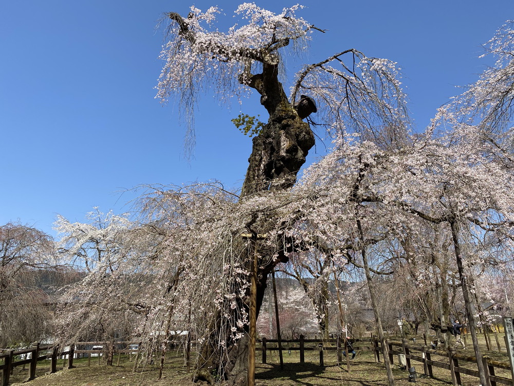 funchichibu's tweet photo. ／
清雲寺しだれ桜ライトアップ🌸
樹齢600年のしだれ桜をはじめ、大小30本のしだれ桜をライトアップ✨
＼

☑期間：3/26(金)・27(土)と4/2(金)・3日(土)の4日間

☑時間：午後6時～8時まで

※写真は昨日撮影したものです。

#秩父 #清雲寺 #しだれ桜 #ライトアップ

https://t.co/kaY7g4I3iZ https://t.co/YpUq3CAip7