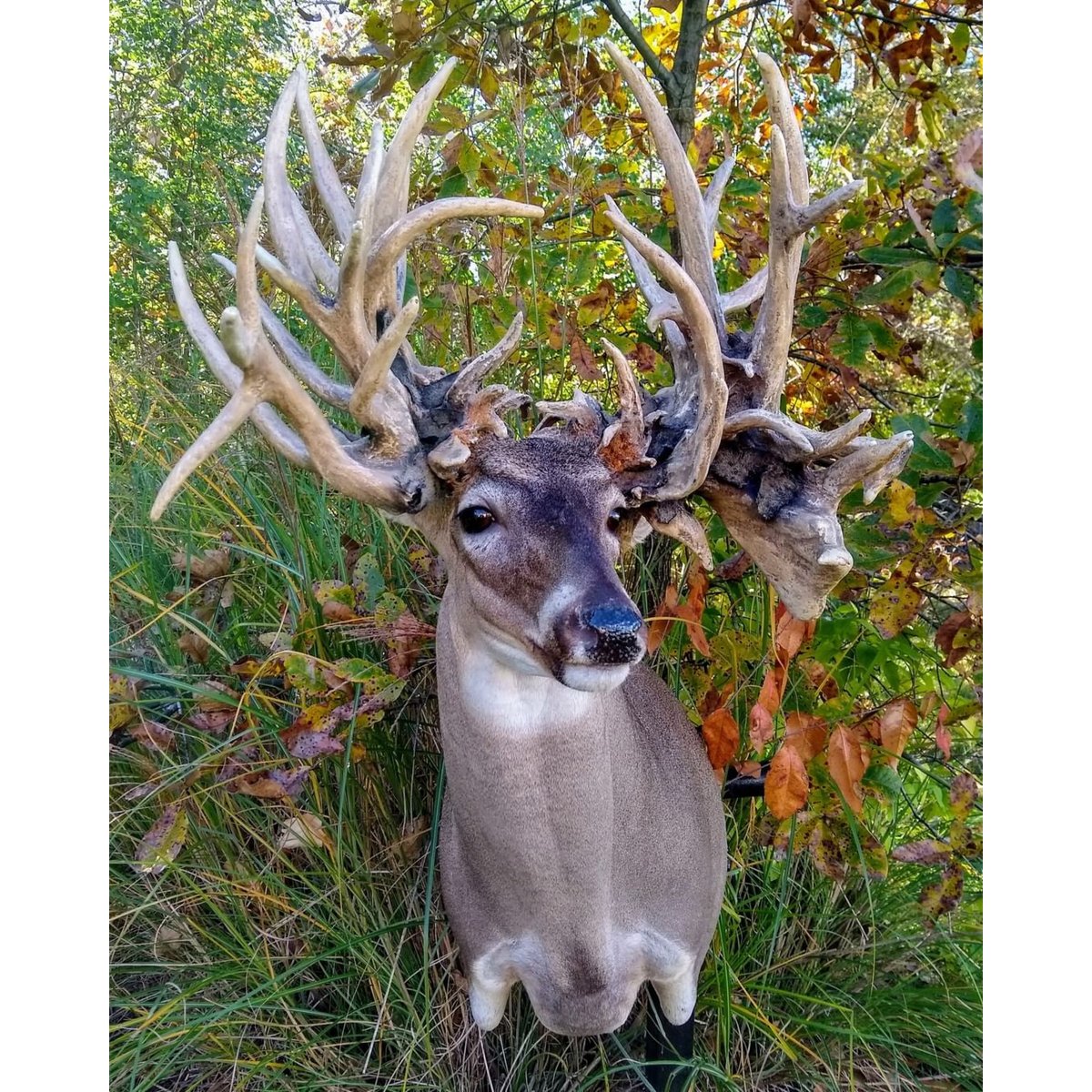 OUTDChannel's tweet photo. What in the. . . You HAVE to read the story about this New World Record Antlered Doe. . . or is it a Buck??
Read More from @NAWhitetail
https://t.co/fpSI7Ti5lh
#whatgetsyououtdoors #deerhunting #deerseason #hunting #hunting #huntingrecord #recordbuck #bigbuck https://t.co/HRrQ9skLtr