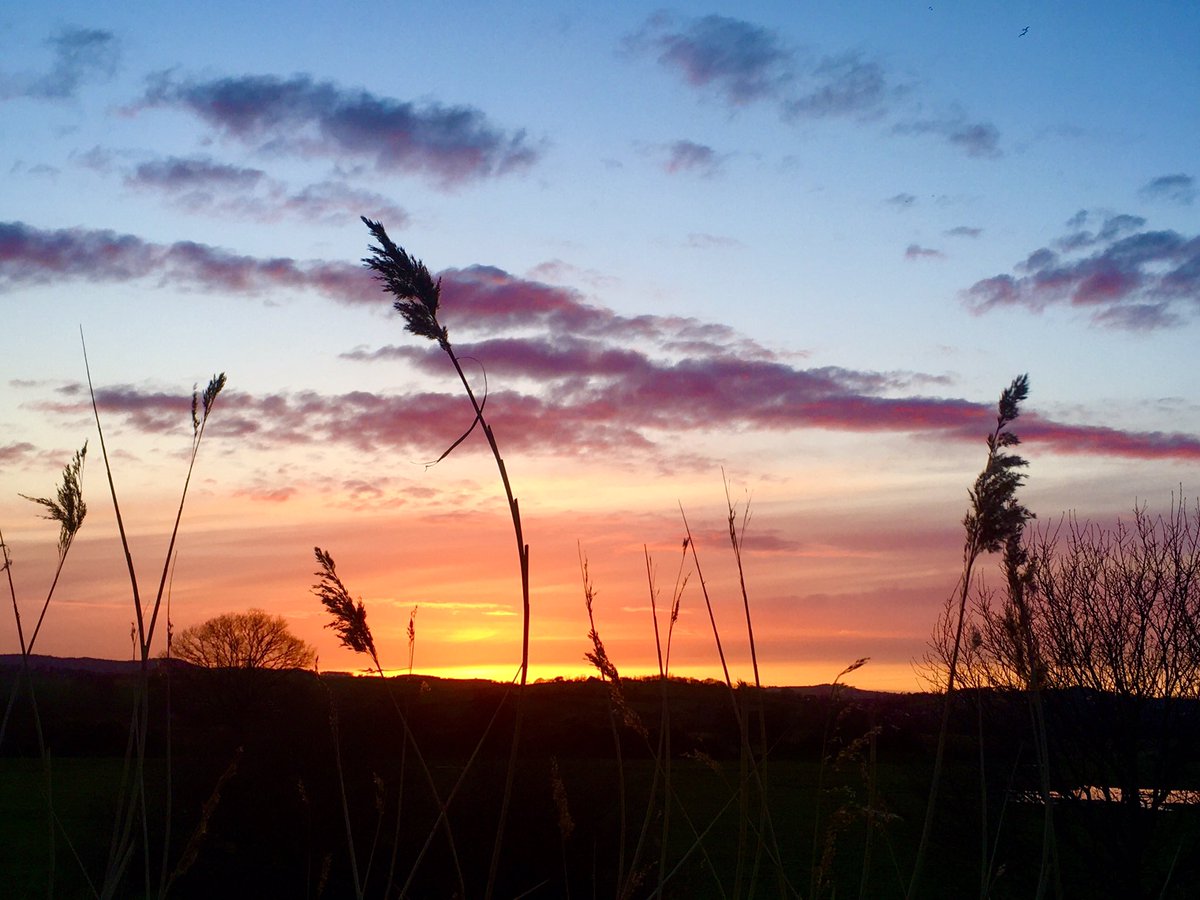 JoHorneDPT's tweet photo. An after work wander & perfect antidote to another day in front of a screen #nature #letswalkdevon #selfcare https://t.co/eiQmjaLCdY