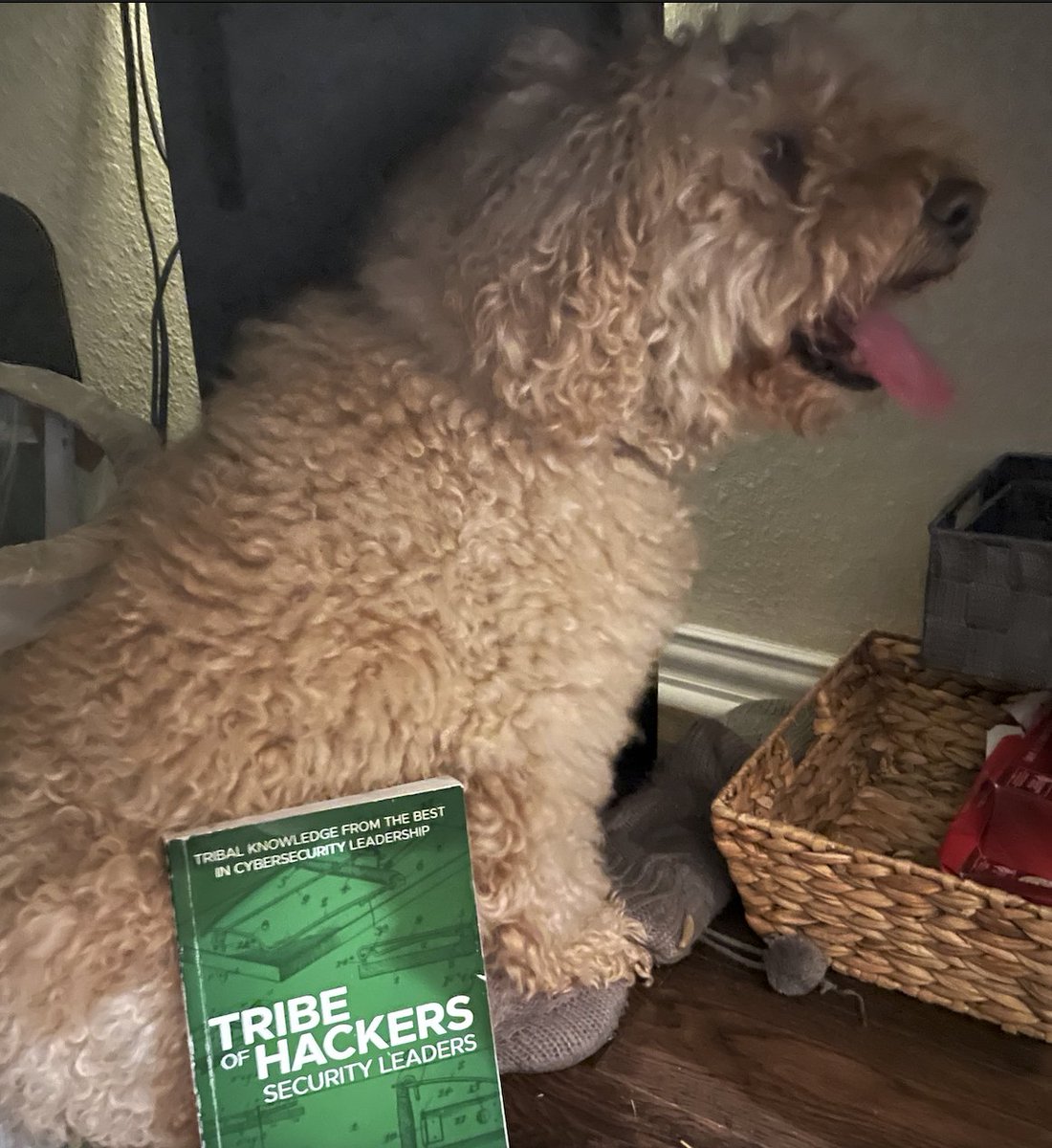 For 24 hrs, for every RT including a picture of your dog &amp; an infosec book I'll donate $5 in your name to <a href="/DianaInitiative/">The Diana Initiative</a>, a conference focused on Women, Diversity, &amp; Inclusion in Information Security, embracing all genders, sexualities &amp; skill levels.

Each photo RT=$5. Go!