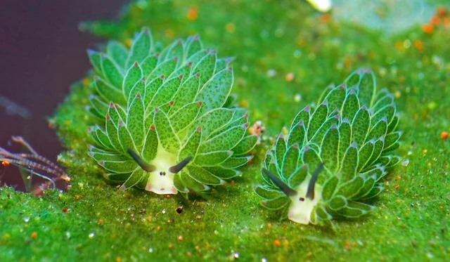 carmiico's tweet photo. i just found out about leaf sheep slugs and that they photosynthesize!! look at their lil eyes and blushy cheeks what!!!! https://t.co/KIcTsab8vY