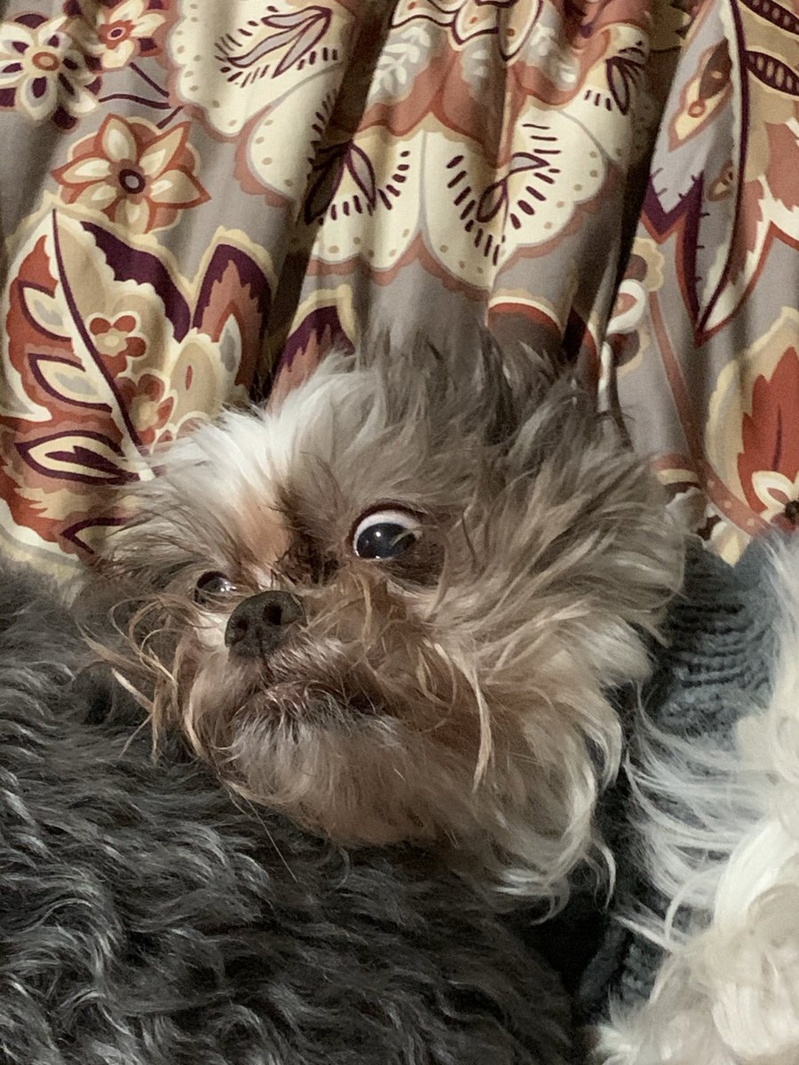 Brown & white shih tzu dog. Close up of his face while laying on his back with wild hair and crazy eyes