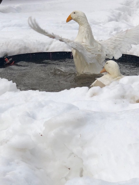 CopilotGrndSch's tweet photo. I'm trying to teach these ducks weight and balance. They're aerodynamic and don't have their wings clipped, the only thing keeping them here is their excessive weight. Good lesson on many levels.  #learntoflyhere #weightandbalance #groundschool https://t.co/ozlhjm6wDI