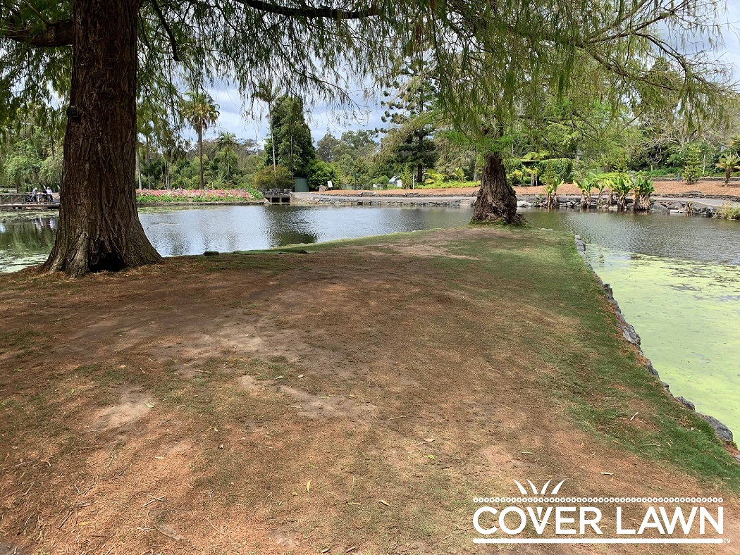 HGTurfGroup's tweet photo. Looking for the perfect (#Hybrid) solution for your open space high wear foot traffic areas?
HG Turf Group has the solution with #CoverLawn!
For a free assessment please contact Patrick Young – Pyoung@Hgturfgroup.com.au
#HybridTurf #HybridSolution #Turf #HybridGrass #Grass https://t.co/pNugjMr2Ie