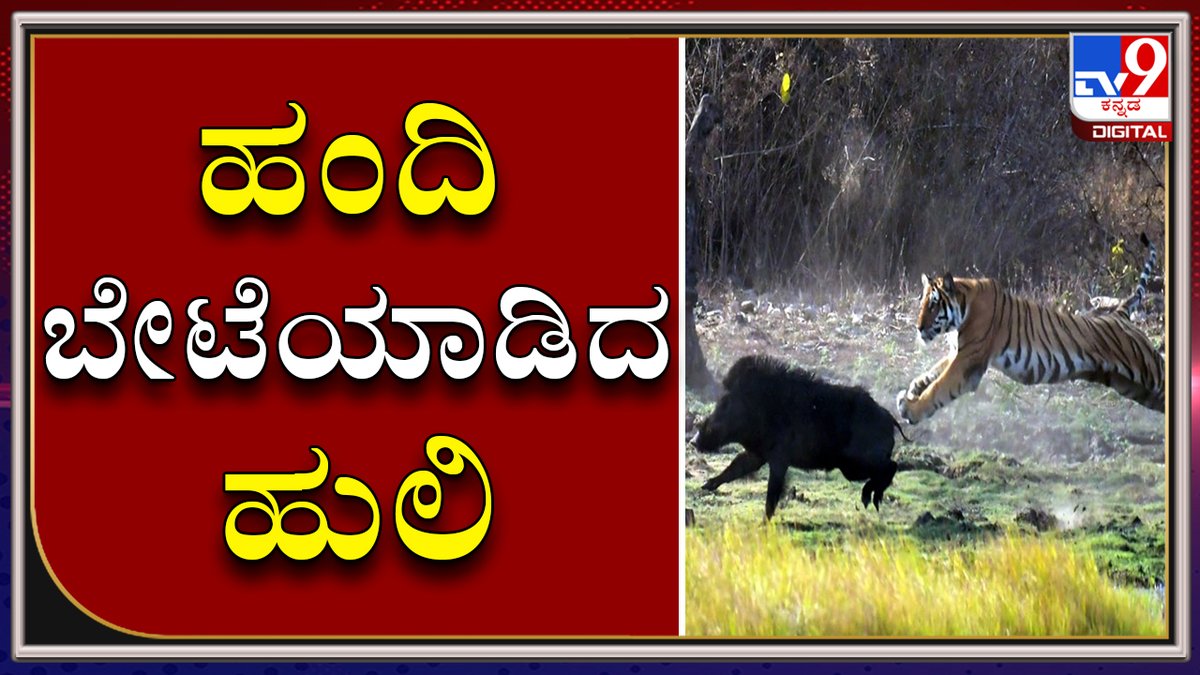 tv9kannada's tweet photo. ಕಾಡುಹಂದಿ ಬೇಟೆಯಾಡಿದ Tiger ಪೋಟೊ ಕ್ಯಾಮೆರಾದಲ್ಲಿ ಸೆರೆ
Video Link ► https://t.co/o3uPOPEQxn
#TV9Kannada #Tiger #Attack #Wildboar #Camera #Cameracapture #Forest #Karnataka #Kannadanews https://t.co/d66UvzGplR
