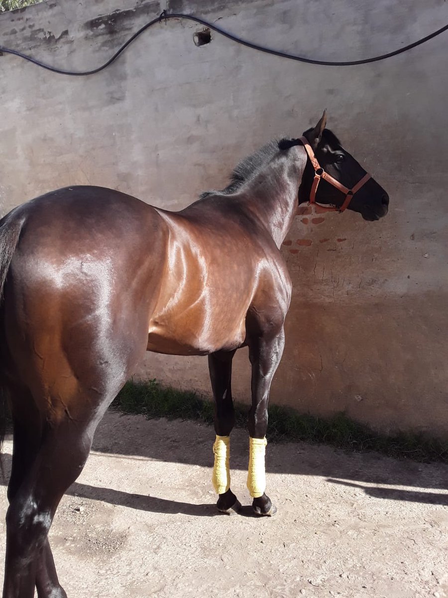 Gracias pa por el regalito!! 🏇💨