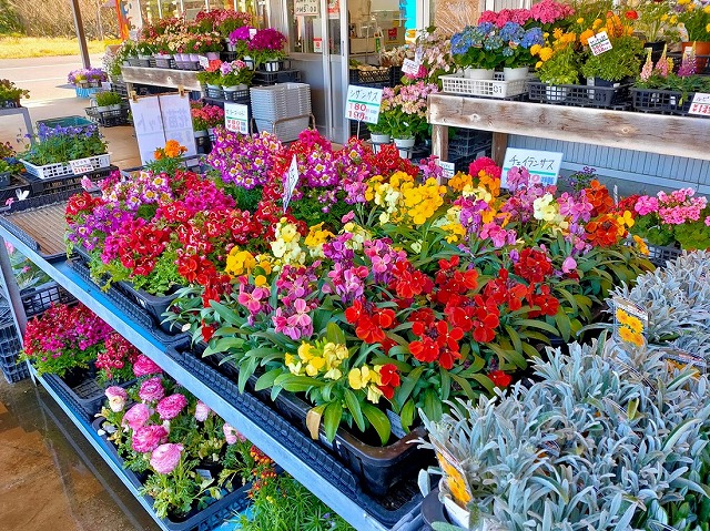 白子のまめや 中村商店 ソメイヨシノはまだ見にいってませんが 近所の花屋には行ってきました カラフルカラフル 外房 館山の観光の花畑も例年だったら 沢山の観光客でにぎわうんでしょうね 千葉の春 外房 観光地 白子のまめや 中村商店 ソメイヨシノはまだ見にいってませんが 近所の花屋には行ってきました カラフルカラフル 外房 館山の観光の花畑も例年だったら 沢山の観光客でにぎわうんでしょうね 千葉の春 外房 観光地