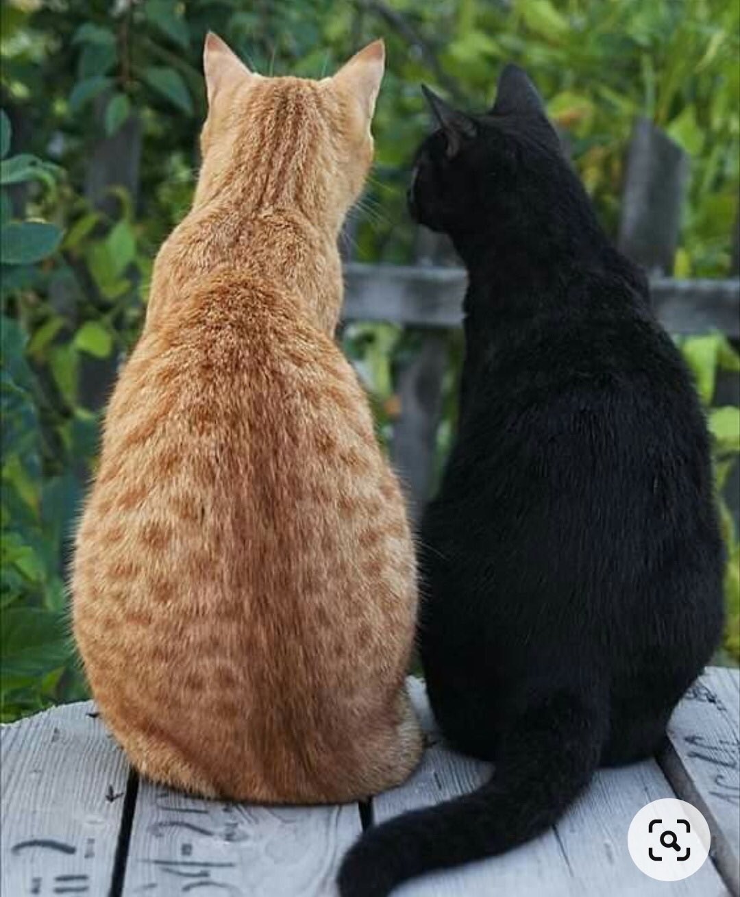 Рыжий и черный котики