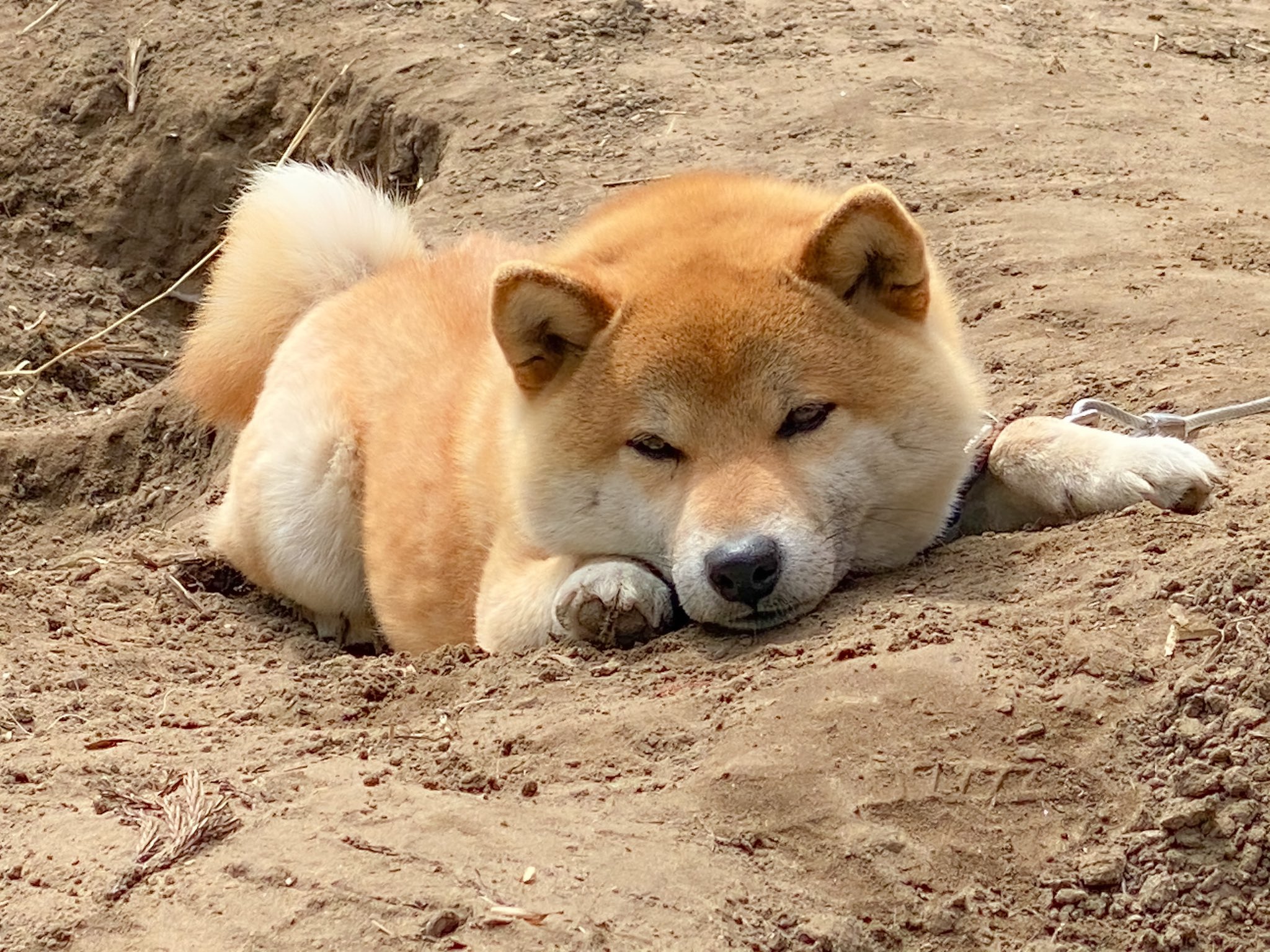 柴犬そら Lineスタンプ発売中 ﾟ 仕事行こうとしたら埋めたおやつを体張って守る柴犬に遭遇して盛大に足止めくらった T Co 9bpgzmfq6y Twitter