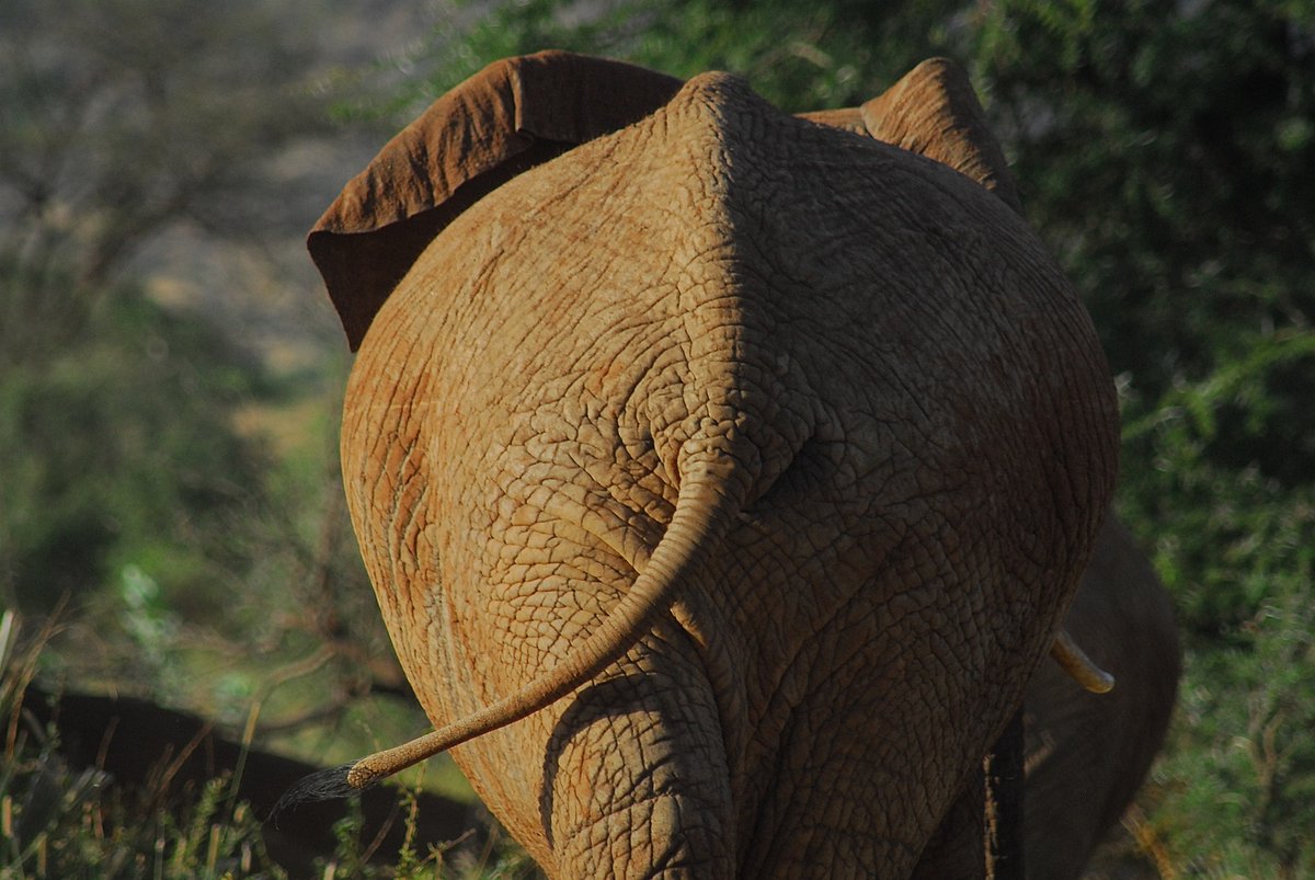 JDParsonsAuthor's tweet photo. #SpringIsThePerfectTimeTo take a bath when you're an #elephant and you'll find just that in this book. Think you'll enjoy it? Please leave your #review. (Photo credit: Pixabay, alexstrachan)🐢🐘🦏🦁🐆🐁🌺📒📲
https://t.co/TiQY3WTrQ5
#tortoise #parents #children #amazon #kindle https://t.co/re3z2PX8V2