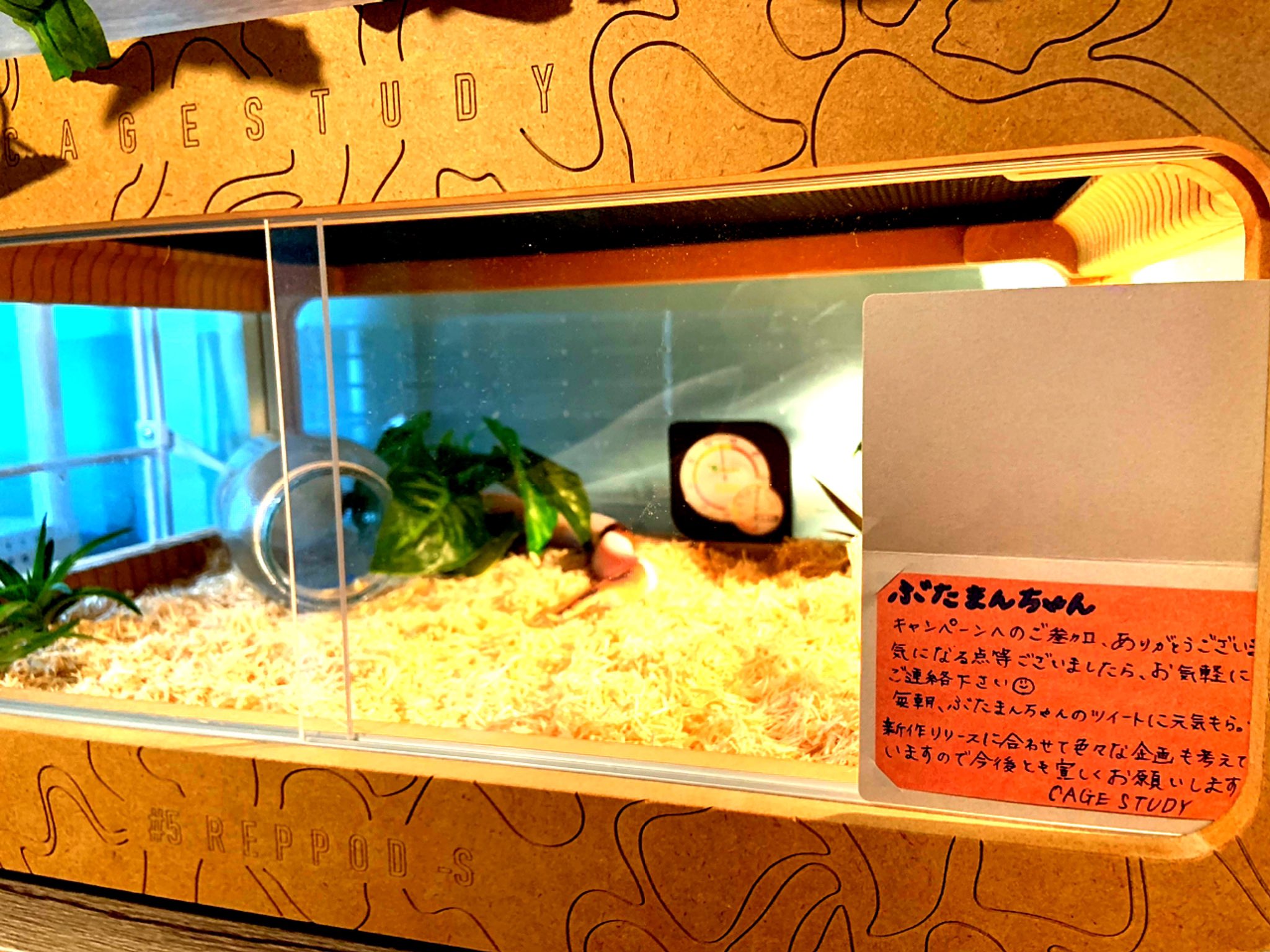 レプポッド reppod 爬虫類ケージ 小動物ケージ アクリルケージ