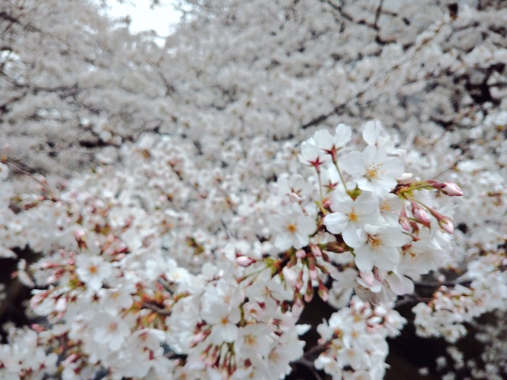 BuckedbytheStar's tweet image. Layers and layers of sakura. #SpringInTokyo #Japan