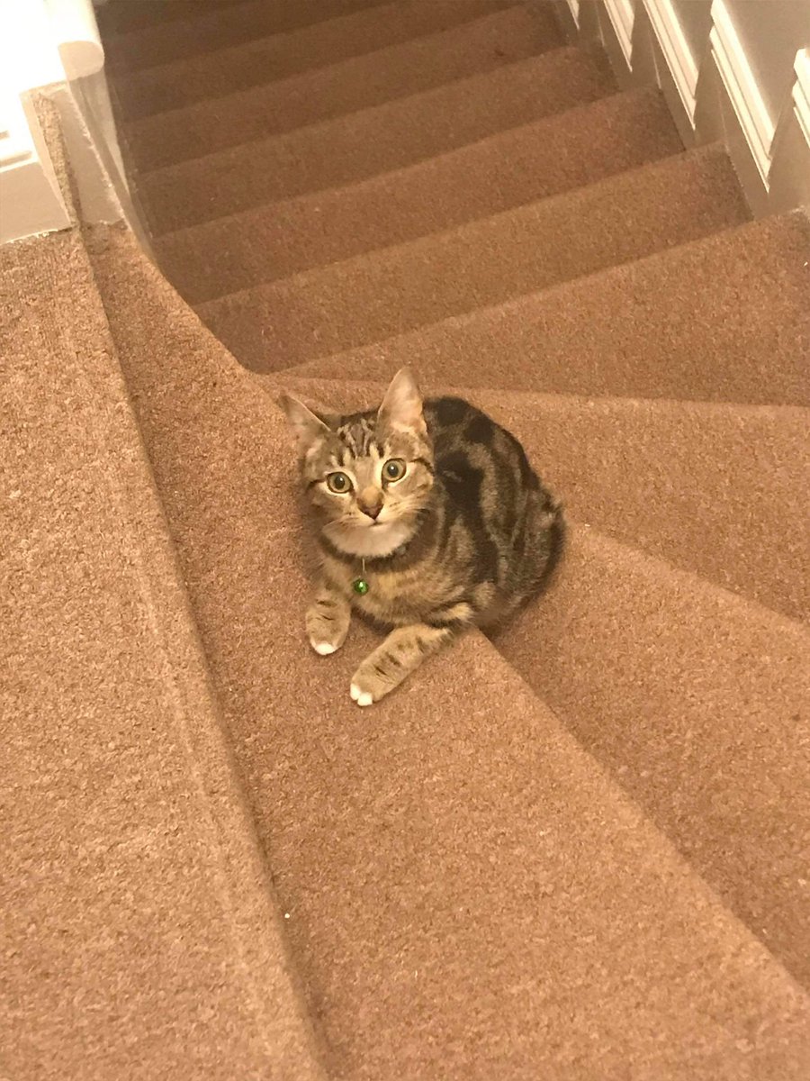 Thornton_Emily's tweet photo. Baby Luna making our family for now complete 🐱 https://t.co/RiafxeZcVp