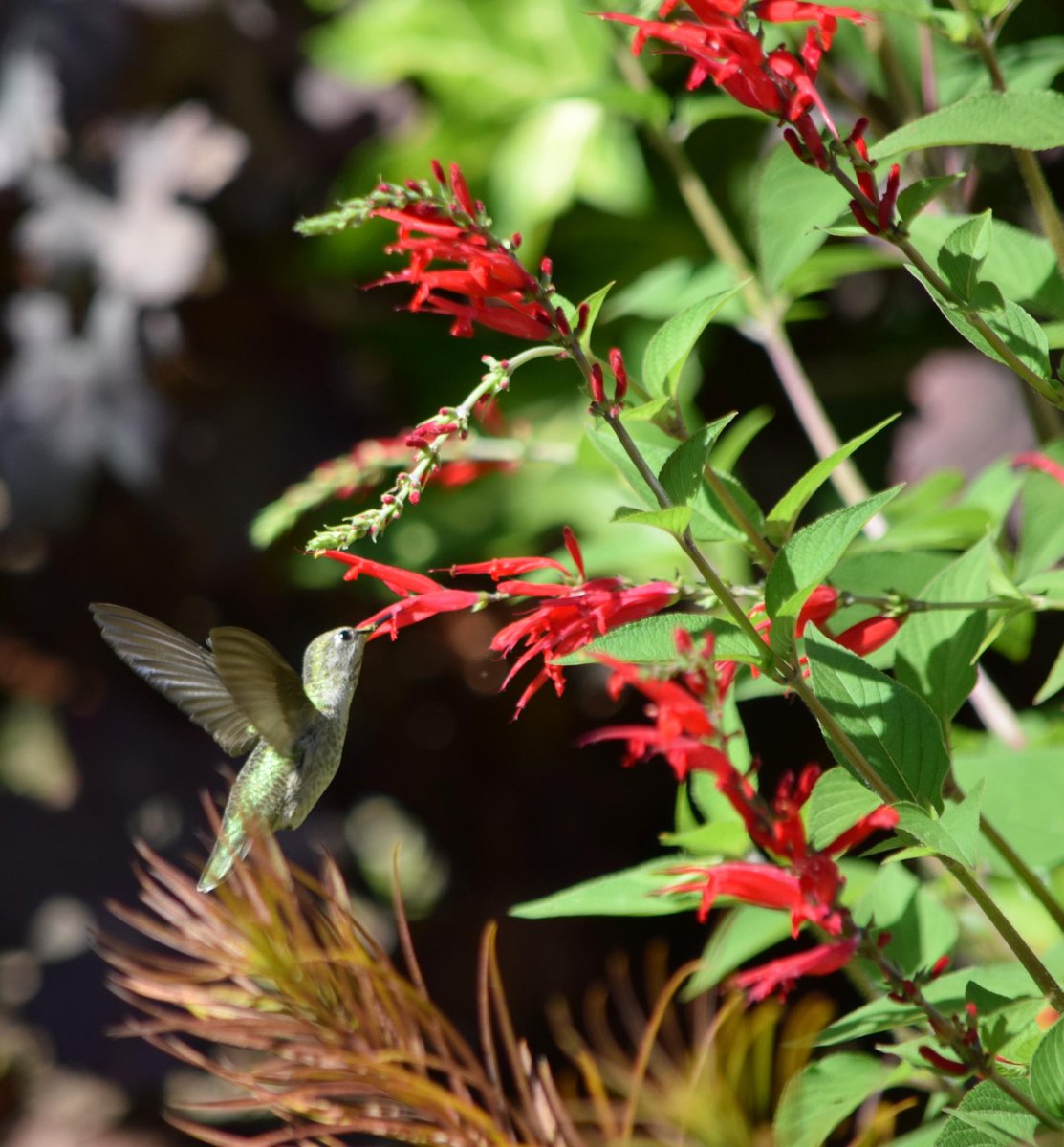 finegardening's tweet image. Many of us are thinking more about more about how are gardens can have a positive impact on our environment, but where do you begin? This collection offers plant suggestions, tips, and more information on supporting your local pollinator population. ow.ly/IWIp50E3tUy