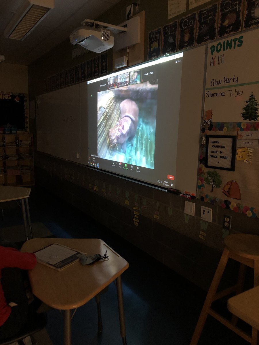 miss_ortman's tweet photo. We had an AMAZING virtual field trip today in Grade 3! So cool to learn about and see the animals and their habitats in real time- thank you @calgaryzoo! Afterwards, we presented our own gorilla habitats to our classmates. #WildWednesday https://t.co/9gUkRN6JQz
