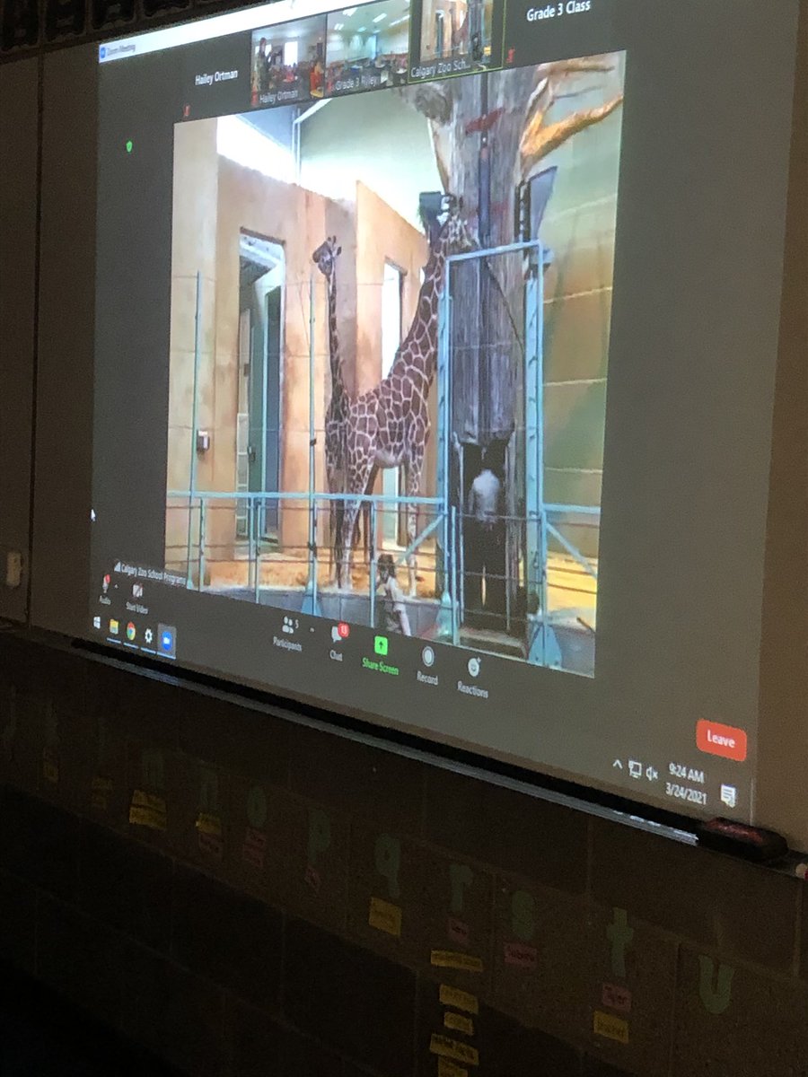 miss_ortman's tweet photo. We had an AMAZING virtual field trip today in Grade 3! So cool to learn about and see the animals and their habitats in real time- thank you @calgaryzoo! Afterwards, we presented our own gorilla habitats to our classmates. #WildWednesday https://t.co/9gUkRN6JQz
