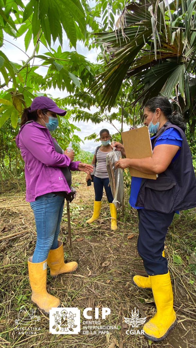 IniciativAndina's tweet photo. 📍Esmeraldas #Ecuador 🇪🇨 En el marco del proyecto Frontera Norte @AECID_es, hoy  nuestras colegas @MaritzaSaBe @PanchiNancy @Cipotato realizaron una visita en la parroquia Cube para avanzar nuestro trabajo con #camote

Participaron representantes de @AgriculturaEc @INIAPECUADOR https://t.co/o4z40WdkLj