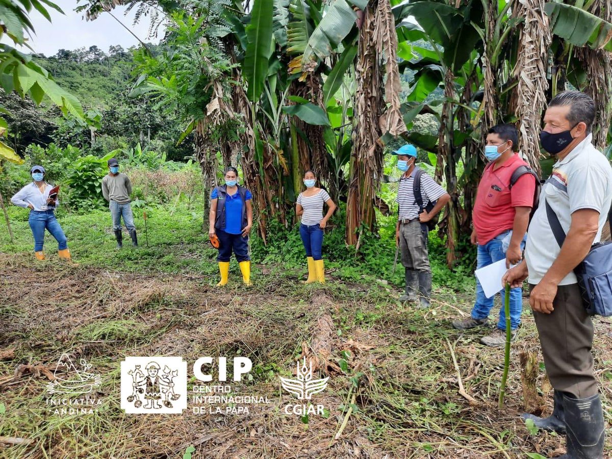 IniciativAndina's tweet photo. 📍Esmeraldas #Ecuador 🇪🇨 En el marco del proyecto Frontera Norte @AECID_es, hoy  nuestras colegas @MaritzaSaBe @PanchiNancy @Cipotato realizaron una visita en la parroquia Cube para avanzar nuestro trabajo con #camote

Participaron representantes de @AgriculturaEc @INIAPECUADOR https://t.co/o4z40WdkLj