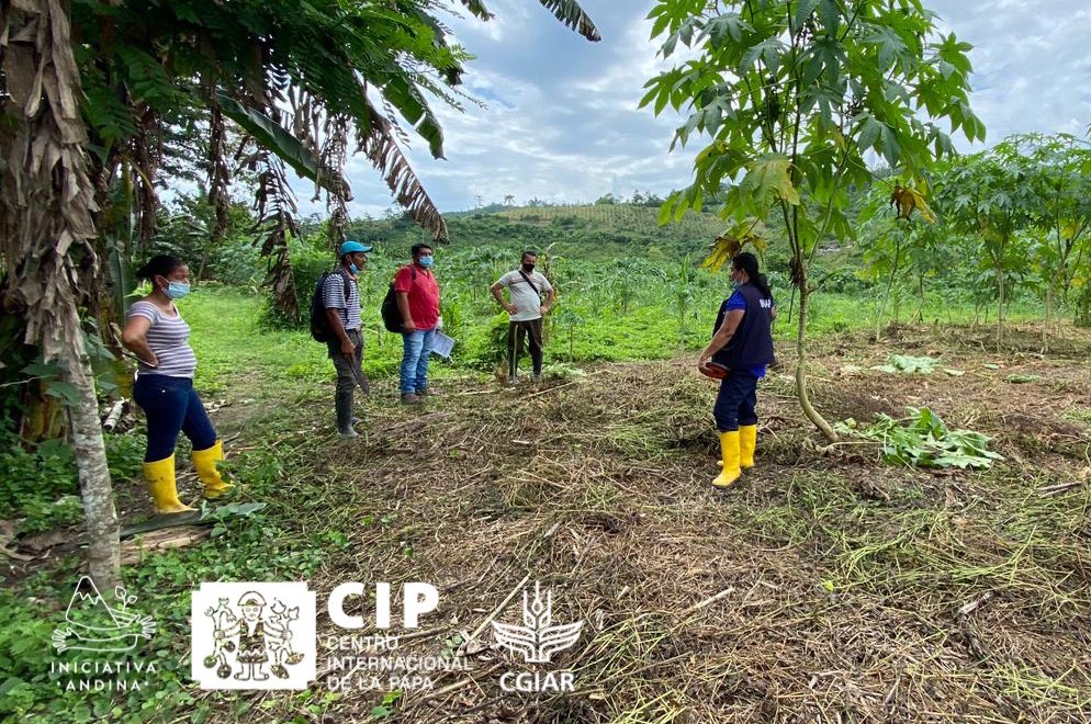IniciativAndina's tweet photo. 📍Esmeraldas #Ecuador 🇪🇨 En el marco del proyecto Frontera Norte @AECID_es, hoy  nuestras colegas @MaritzaSaBe @PanchiNancy @Cipotato realizaron una visita en la parroquia Cube para avanzar nuestro trabajo con #camote

Participaron representantes de @AgriculturaEc @INIAPECUADOR https://t.co/o4z40WdkLj