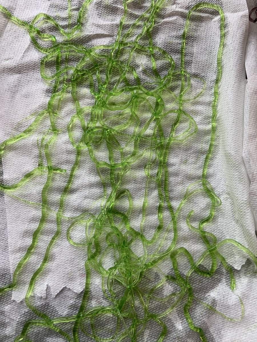 MariaVdeG's tweet photo. Students 5g Spanish enjoyed making algae string @CorinneTakara @atlantaSTEAM @peluchiflores @VaneMosqueira @JamesPHodgkins @AISLearns #aisSTEAM https://t.co/V9N6OJ2yk3
