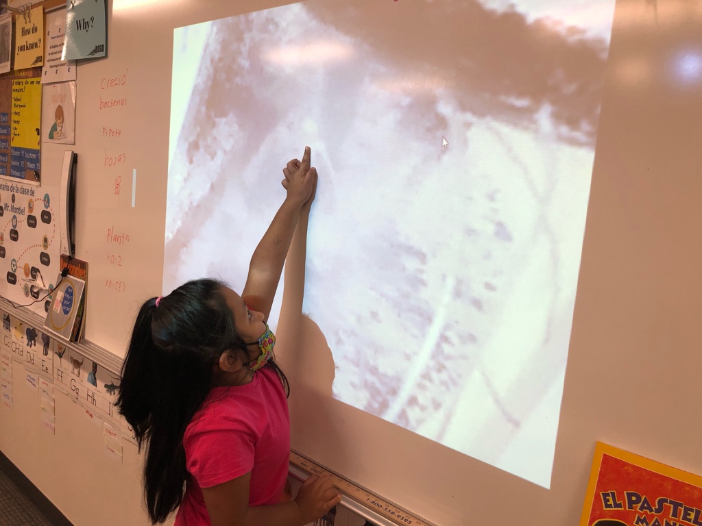 Javier_Montiel1's tweet photo. Bilingual students so excited to see the phenomena of nodulation in their roots of legumes during their #research with plants in space in the #ExoLab8 mission #BISDpride #edtech #STEMeducation #STEMed https://t.co/UBKqer4opR