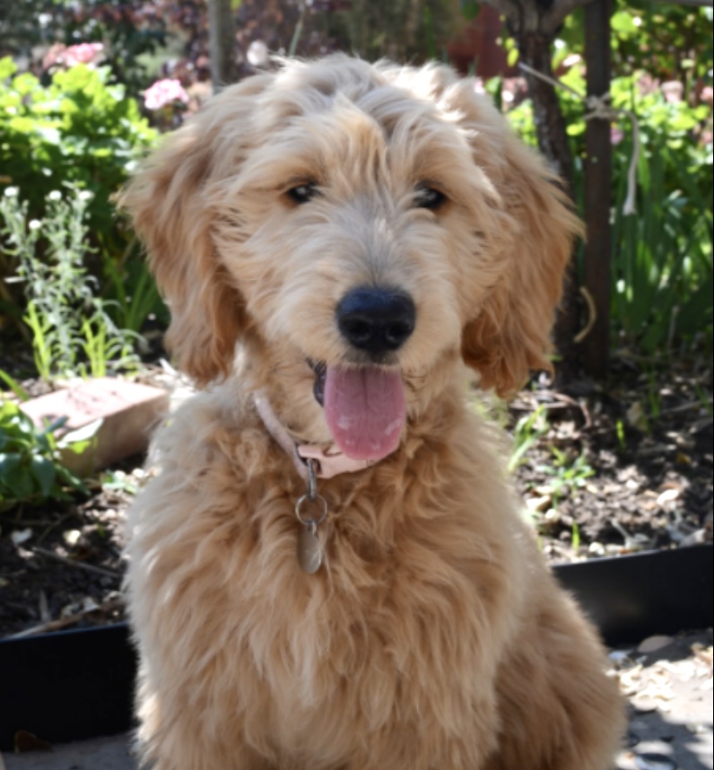 DogsConnect's tweet photo. Meet Poppy!

A big welcome to the DC community wellbeing dog Poppy and the Eaglehawk Primary School community.

Poppy has been warmly welcomed at Eaglehawk Primary School and they are thrilled to have Poppy as a new staff member. 
#wellbeingdogs #mentalhealth #dogsinschools https://t.co/6yVRQ7Dhle