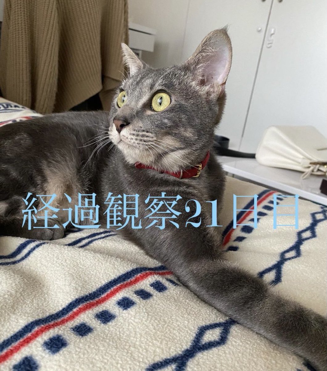 FIPcoco201911's tweet photo. 経過観察に入って3週間経ちました。何だかあっという間でした。
特に変わることなく、食欲もあり、
毎日💩もでて、元気に走り回っていて
とても順調です！あと一週間で1ヶ月です。
1ヶ月を過ぎると再発のリスクはかなり
低くなるとのことなので無事に1ヶ月が
過ぎ、そして寛解して欲しいです😆💓 https://t.co/5lQ4nareiB