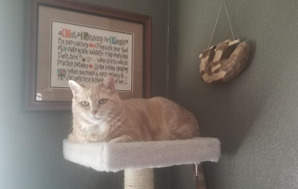 ally_bentley6's tweet photo. I'm king of the world atop my tree and sharing cat lessons 🥰🐾.
#CatLessons
#CatsOfTwitter
#CatMom https://t.co/mwdLT6KwcF