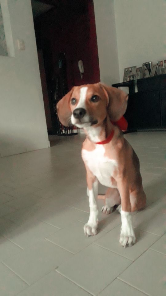 Soy una bebé de 3 meses, mi nombre es Mantra y necesito un hogar donde me den protección, amor y cuidados ya que mi dueño se va del País y ya no me puede tener más, soy muy dócil, juguetona y dulce. Cualquier interesado se puede comunicar al 04262871277, 04241242608
