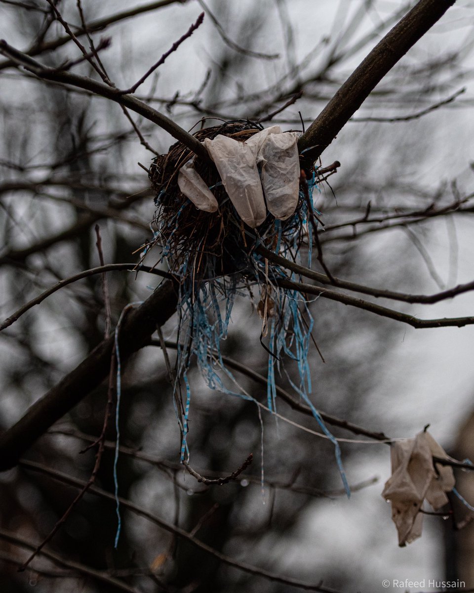 RafeedHussain's tweet photo. You hate to see it. 

Here’s a bird’s nest in my neighborhood made from, sticks PPE, and other trash. https://t.co/BioLOZbmR7