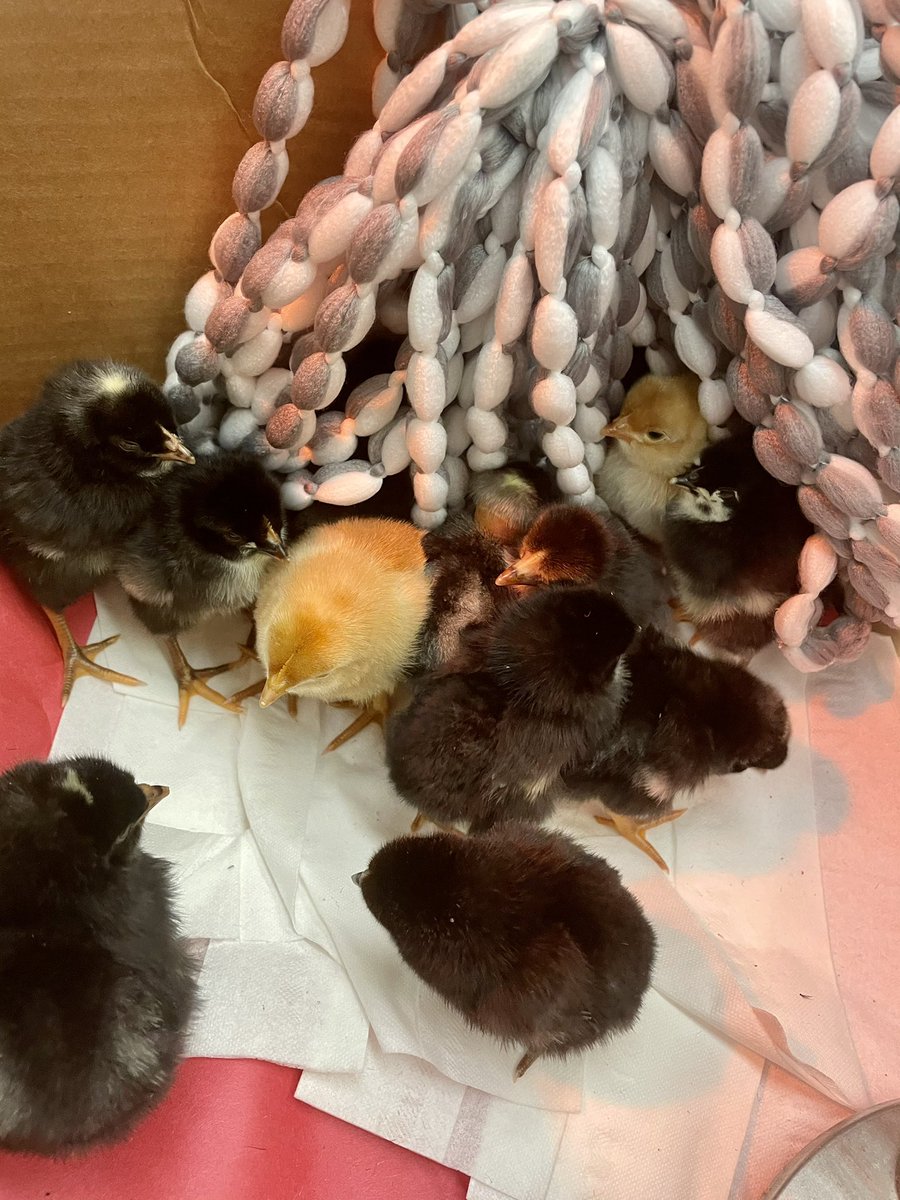 kellyzoucha's tweet photo. Chicks, ducklings, reading, writing, performing plays, monitoring temp/humidity, measuring, life cycles, Science Fun! #celebratelps @CitrusSchools https://t.co/fbzwJLjyxN