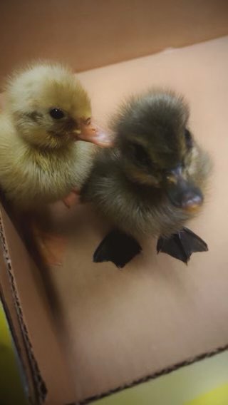 kellyzoucha's tweet photo. Chicks, ducklings, reading, writing, performing plays, monitoring temp/humidity, measuring, life cycles, Science Fun! #celebratelps @CitrusSchools https://t.co/fbzwJLjyxN