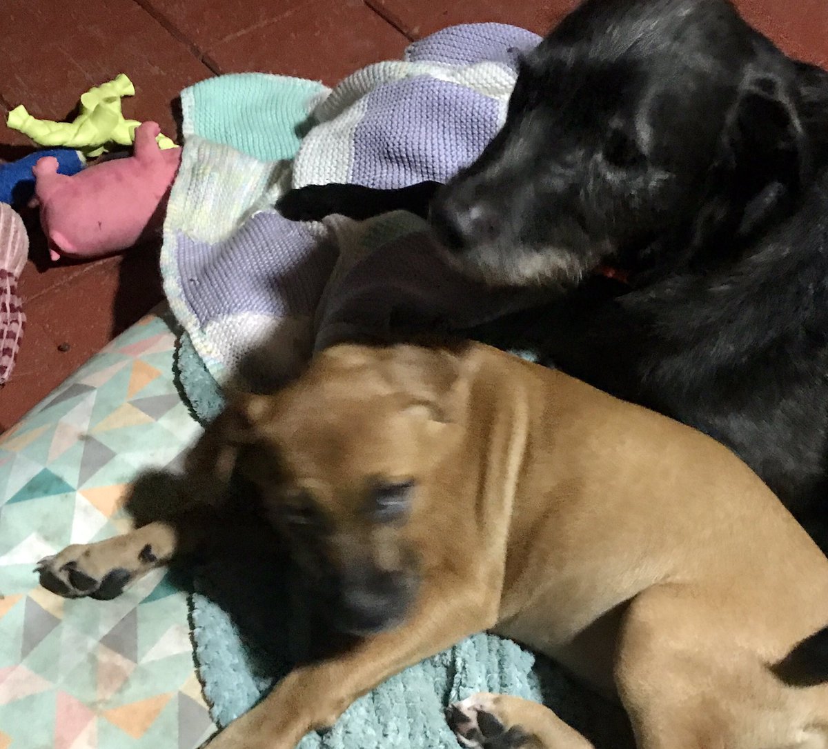 Puppy still has one more booster before she can go for walks. She cries like crazy if jarva &amp; me leave her alone as well walking in the park without them just isn’t the same.🥺
