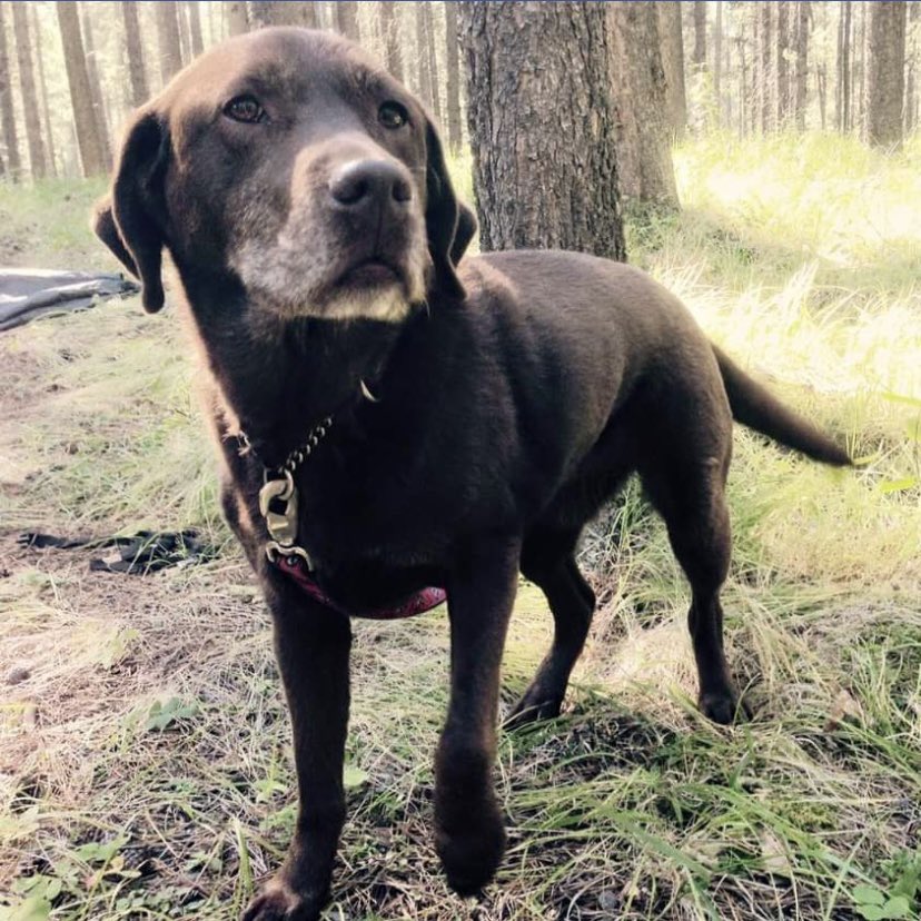 stainlessstyled's tweet image. We held her when she passed and will be cremated in a quilt I made. I’m glad she gets to take some our love with her.