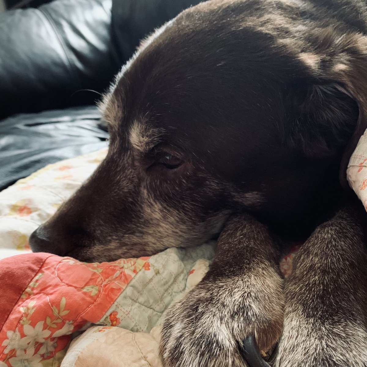 stainlessstyled's tweet image. RIP beautiful lady. You were so loved. 💕