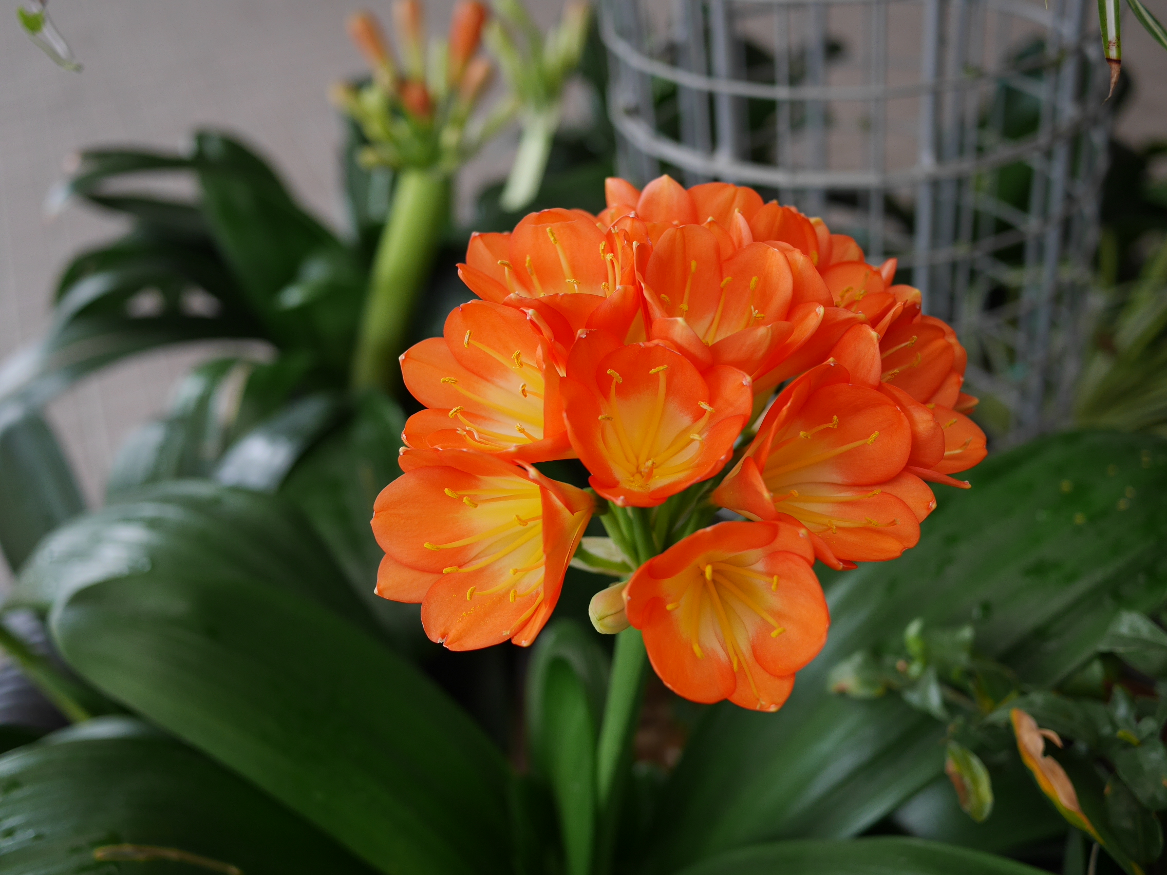 さっぽろ花と緑のネットワーク 窓辺を彩るゼラニウムにくわえて クンシランが咲き出しました 虫や病気はないか ひと鉢ずつよーく見てね 枯れた葉も取り除きましょう ツヤツヤピカピカ葉っぱもきれいにお手入れしています 冬期間の農試公園 カポック