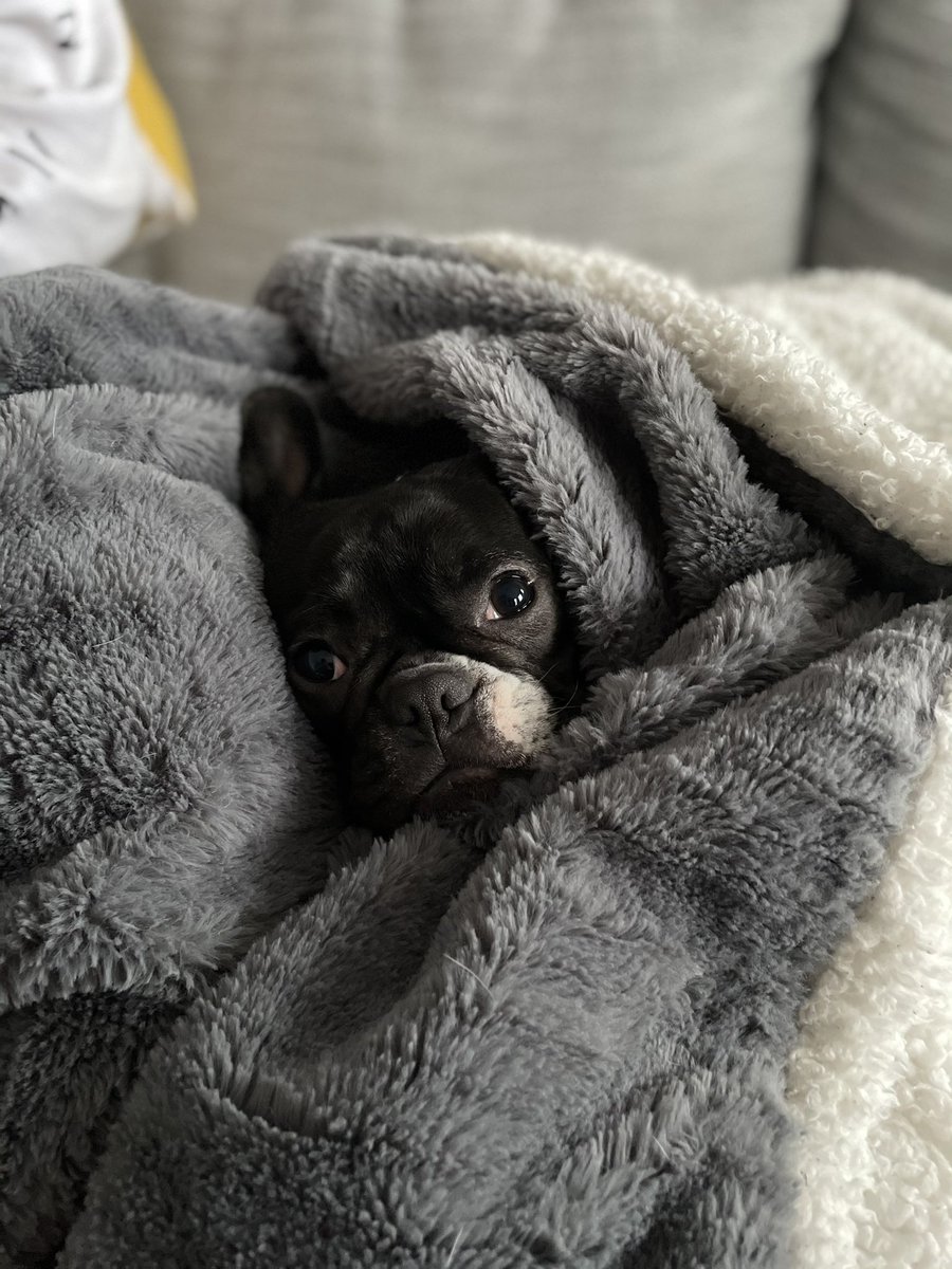 Lector26's tweet photo. I just love this girl 💕 #microfrenchie https://t.co/KspFYtVI4n