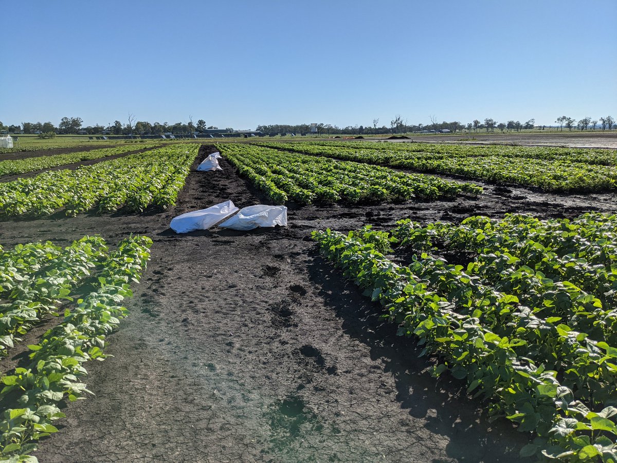 kwenham1's tweet photo. Bit damp in the mungbeans here at #UQGatton today but what a beautiful day for biomass cuts! https://t.co/EWgBRvhLgZ