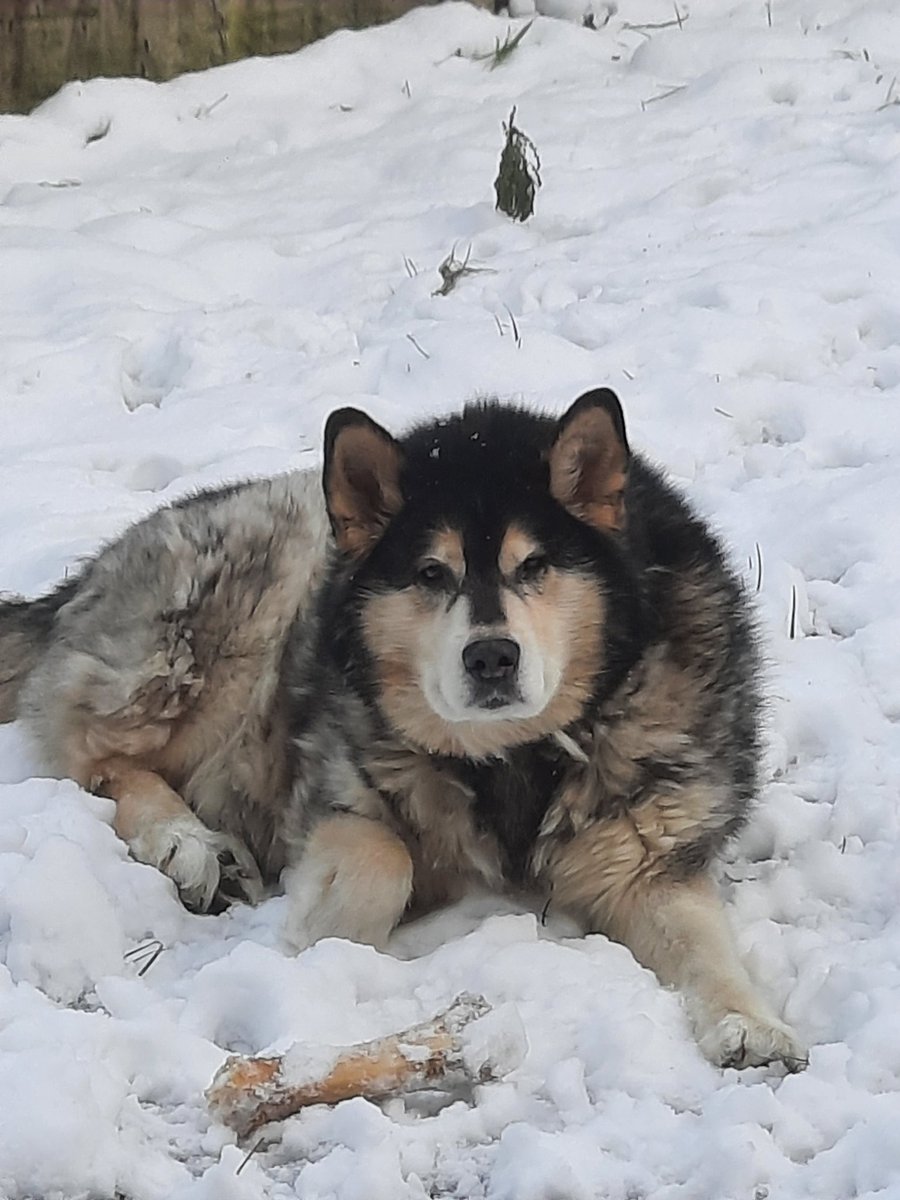anniebelle1's tweet photo. @DogsTrust Winter for  Dogs Trust Samson adopted by us in 2013 https://t.co/kxdBmth6xO