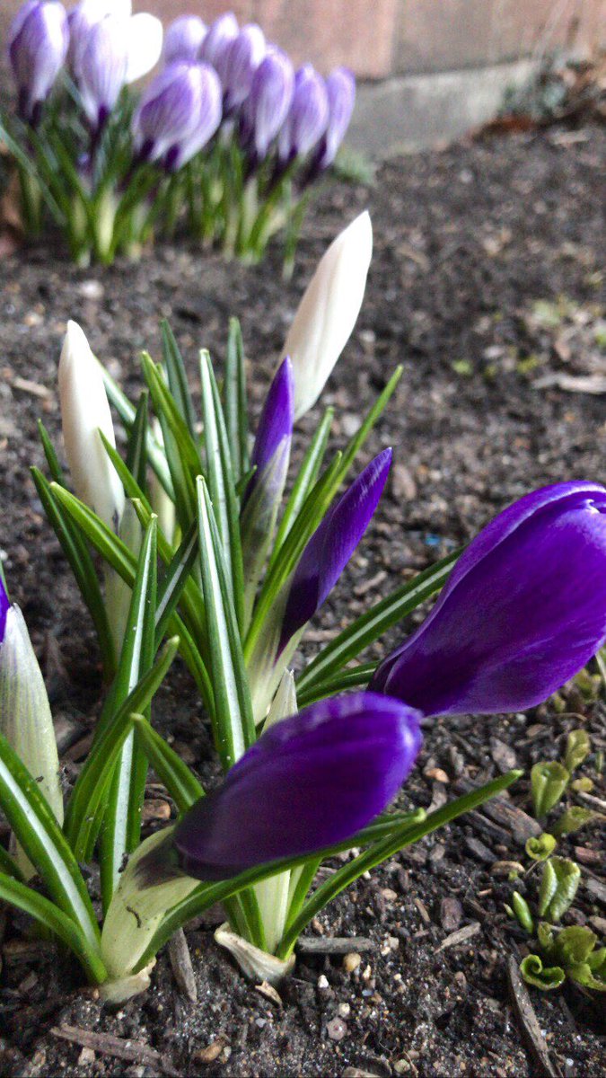 Love seeing these beautiful flowers on my way into work! Spring is off to a great start, and the students are loving outdoor mask breaks in the nice weather! 🌞 @cms_grizzlies
