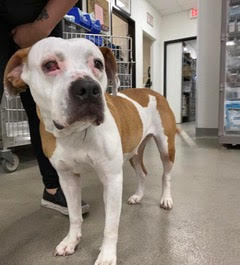 Adorable Hannah is a sweet pit-boxer mix who was rescued from an abusive situation. She is one year old and underweight at 30 lbs. She had cherry eye surgery and the vet office love her. She needs quiet and is only up for short walks. Can you foster? muchlove.org
