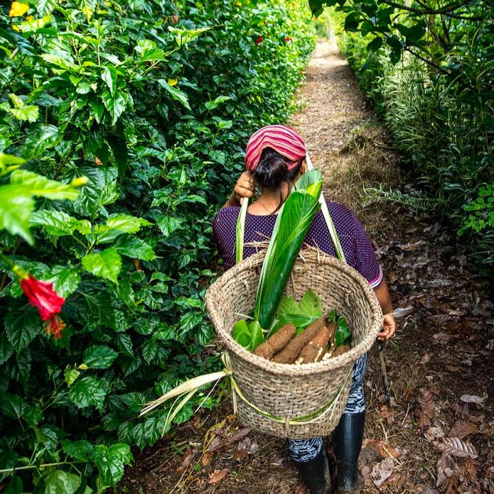 ZENITHTRAVEL1's tweet photo. #AmazonExperiencie 🍠🐟 l In the heart of the Ecuadorian Amazon 🇪🇨 lies an indigenous community with a community-based tourism project.
.
.
.
.
#Amazon #AmazonRainforest #Adventure #Jungle #Experience. https://t.co/2yIDm9J7sB