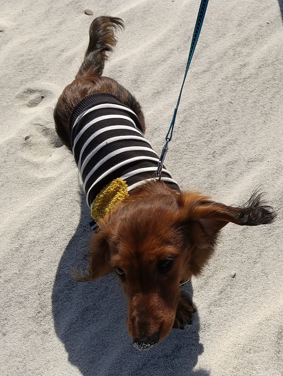 まるみ うちの犬の話 笑 砂浜が大好きらしい いつもは静かな子なのにとてもはしゃぐんだよなぁ うちの犬の話 海が好き ミニチュアダックスフンド まるみ うちの犬の話 笑 砂浜が大好きらしい いつもは静かな子なのにとてもはしゃぐんだよなぁ うちの犬の話 海が好き ミニチュアダックスフンド