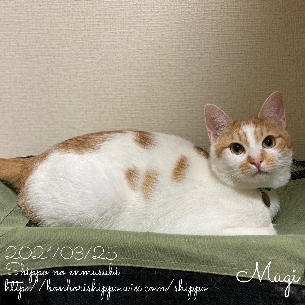 猫 Posts Matches Places Events And More Enjoy Edayfm