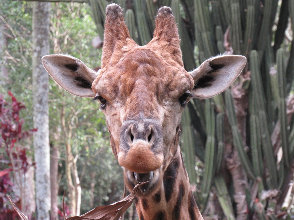 VidaNoZoo's tweet photo. Já parou pra pensar o que é essa estrutura na cabeça das girafas e pra que ela serve?? 🦒

Nem corno, nem chifre, mas sim OSSICONES 

Eles são um prolongamento do crânio, ou seja, feitos de osso. Além disso são cobertos por pele e pêlos!

Mas tem um fato interessante aí 👇🏼 https://t.co/KjrbEinzhX