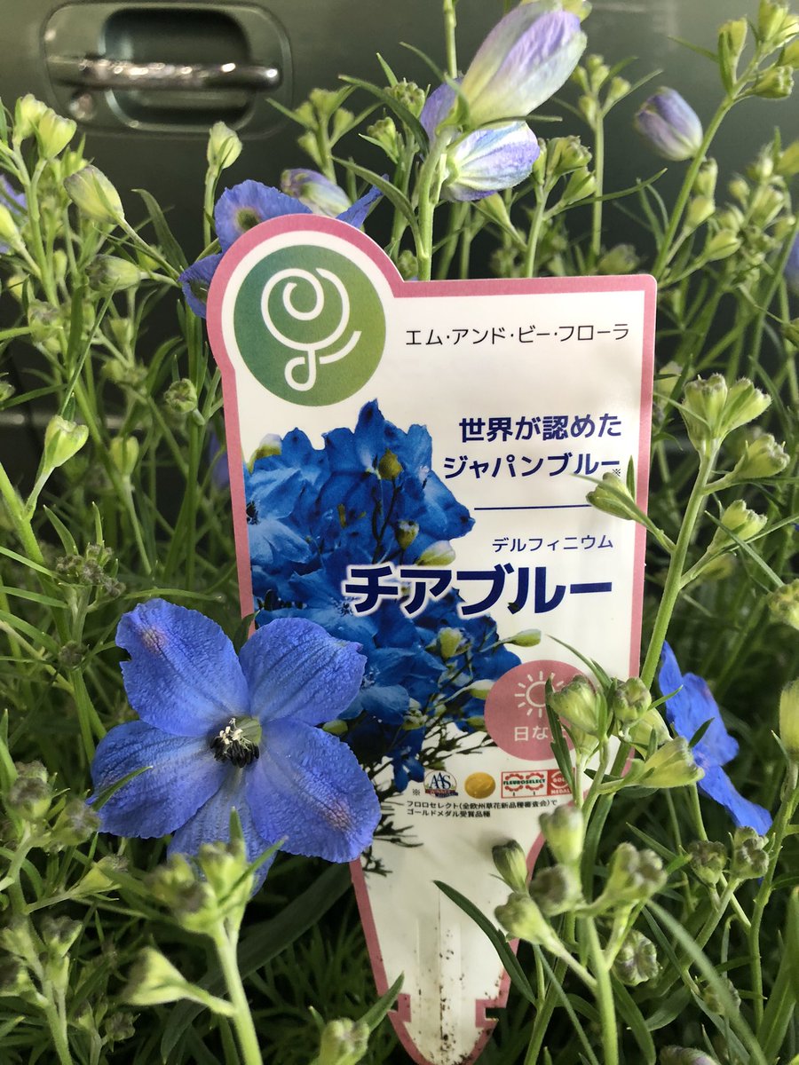 Fs リリラース デルフィニウム チアブルー 春は色とりどり いろんな花がありますが 藍色の花は少ないですかね デルフィニウム チアブルー 世界が認めたジャパンブルー リリラース 花屋 江戸川区平井 Fs リリラース デルフィニウム チアブルー 春は色とりどり いろんな花がありますが 藍色の花は少ないですかね デルフィニウム チアブルー 世界が認めたジャパンブルー リリラース 花屋 江戸川区平井